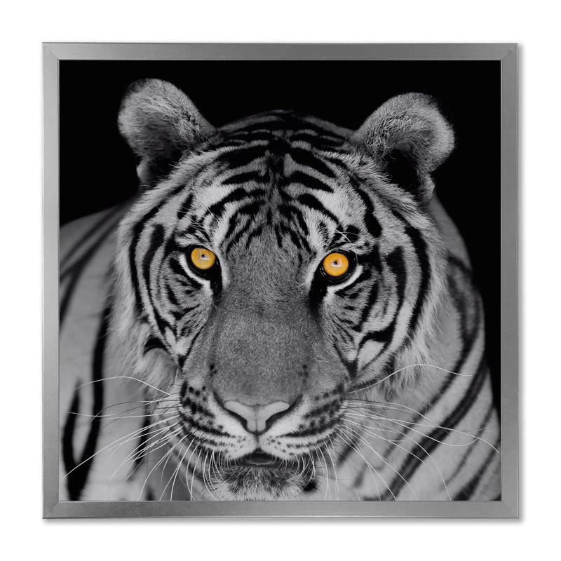 Impression monochrome sur toile, Portrait monochrome d'un tigre blanc II, H 36 po x l 36 po x P 1 po, Cadre photo argenté