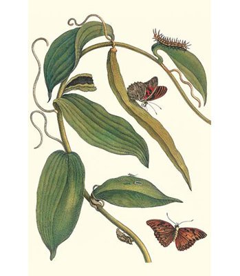 « flat-leaved vanila plante with a fritillary de golfe » par maria sibylla merian, impression