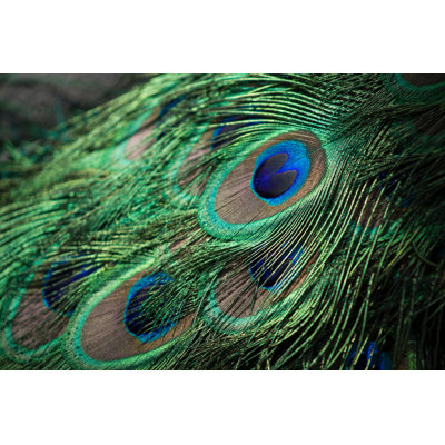 Peacock Feathers - Wrapped Canvas Painting