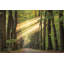 Rayzor Light par Martin Podt - reproduction-885714565-916922650