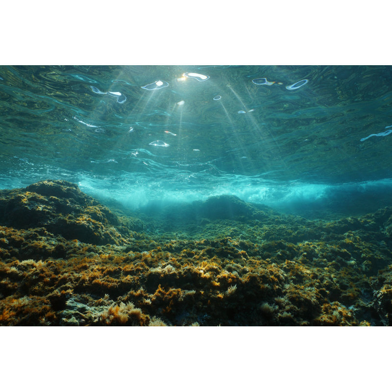 Sunlight On Seabed by Damocean - Wrapped Canvas Print, 30cm H x 46cm W x 3.8cm D