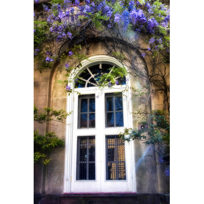 Wisteria - Photograph