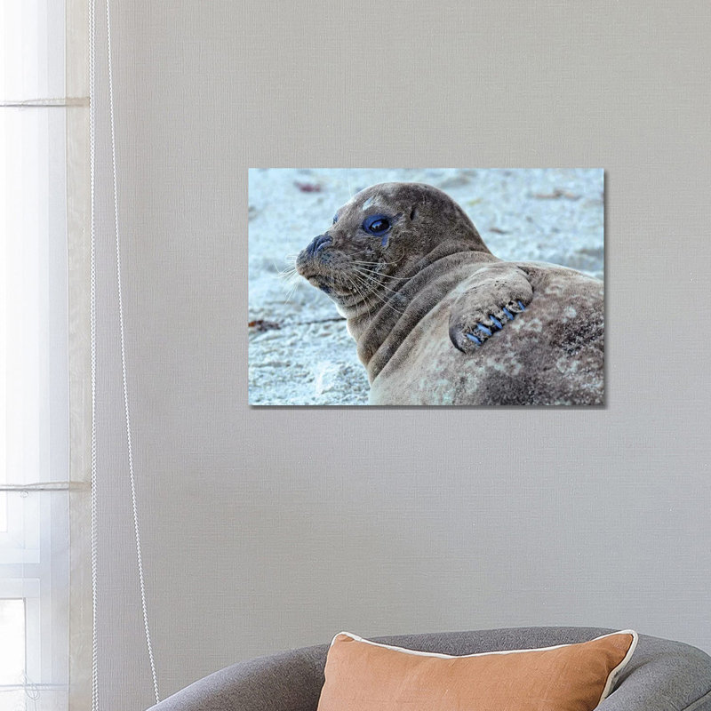 Seal Pup by Brian Wolf - Wrapped Canvas Print, 45.72cm H x 66.04cm W x 1.91cm D