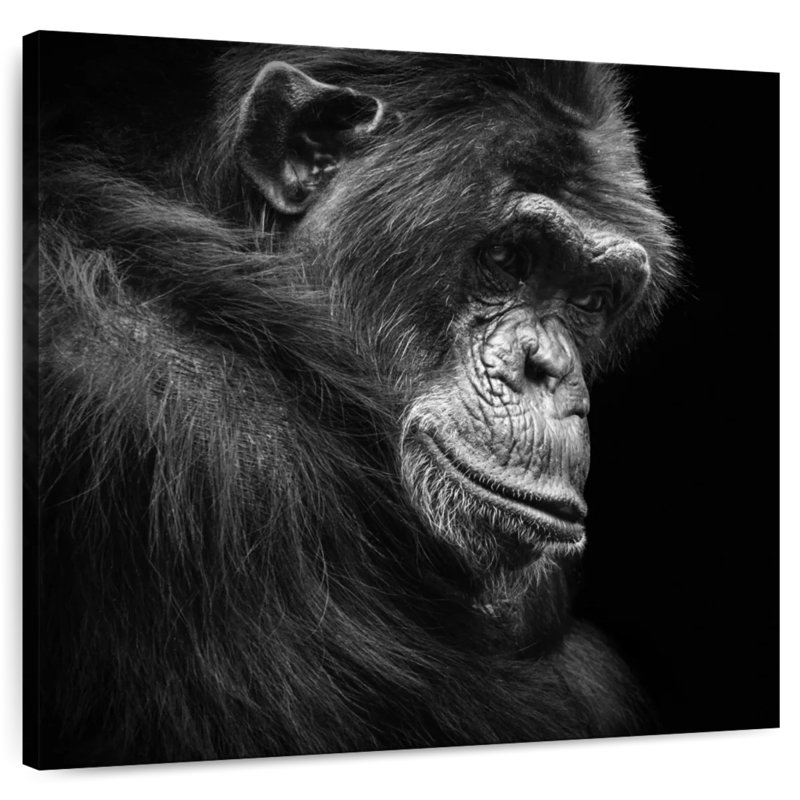 Crowle Contemplating Chimpanzee, H 24 po x l 24 po