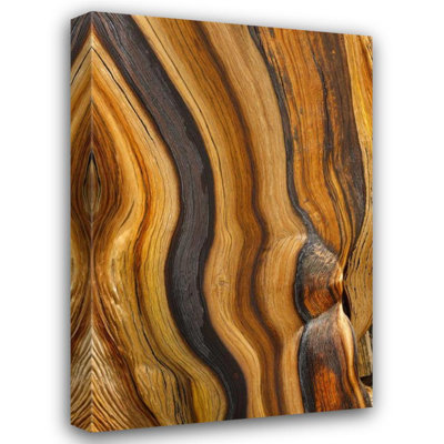 Millwood Pines Paulson, Don Gallery Wrapped Canvas Art: California, Inyo NF Patterns in bristlecone pine
