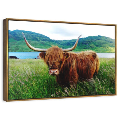Fluffy Highland Cow