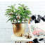 Live Norfolk Island Pine Plant In Classic Pot-78391173