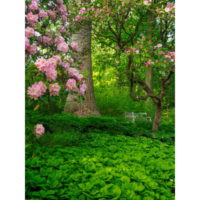 Rhododendrons et arbres dans un parc, impression d'affiche par Julie Eggers (24 x 36) # US08JEG0002