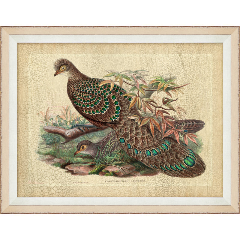 Pheasant Collection 10 - Cadre photo, impression sur papier