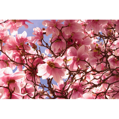 Fleur de cerisier rose Sakura par Jitalia17