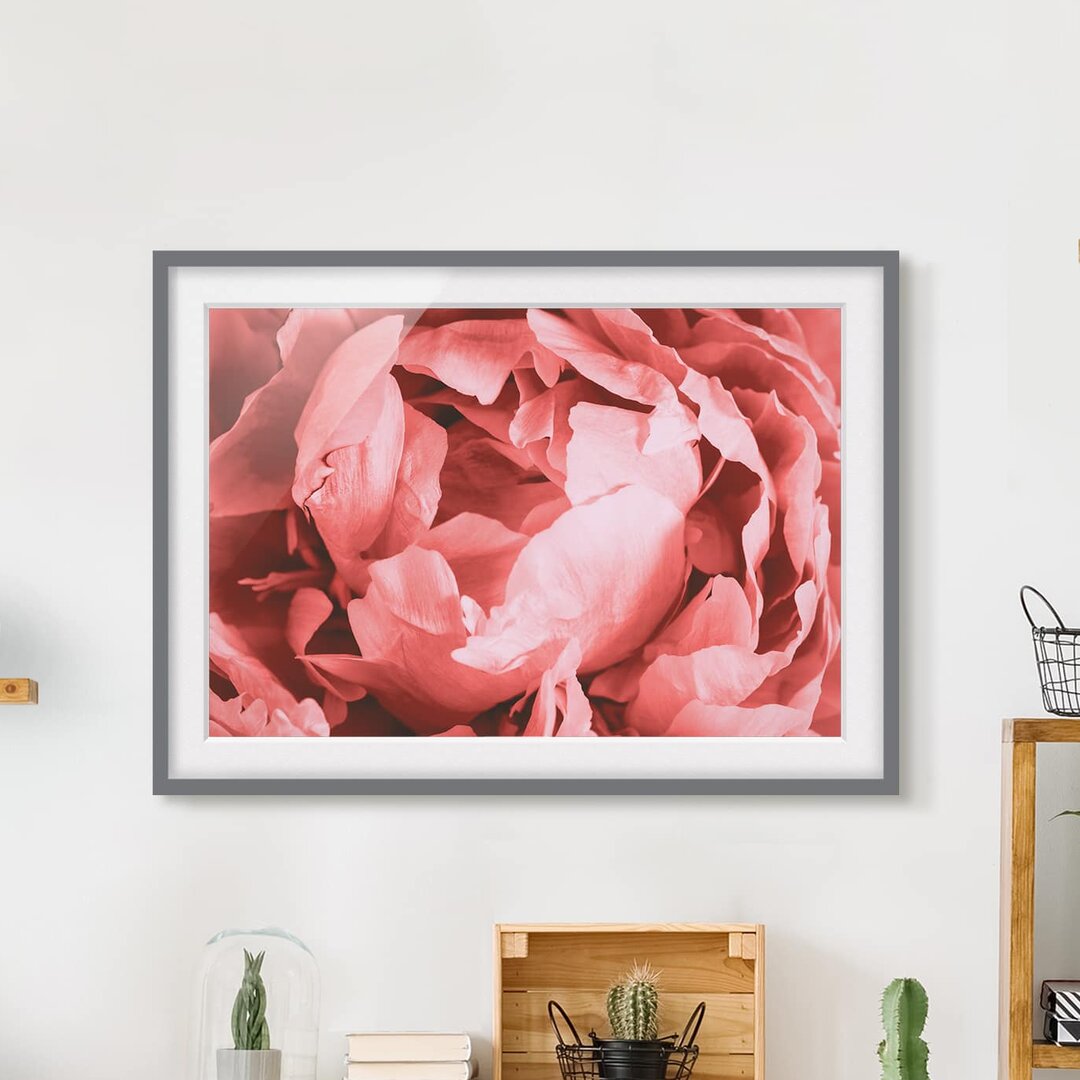 Gerahmter Grafikdruck Peony Blossom Coral