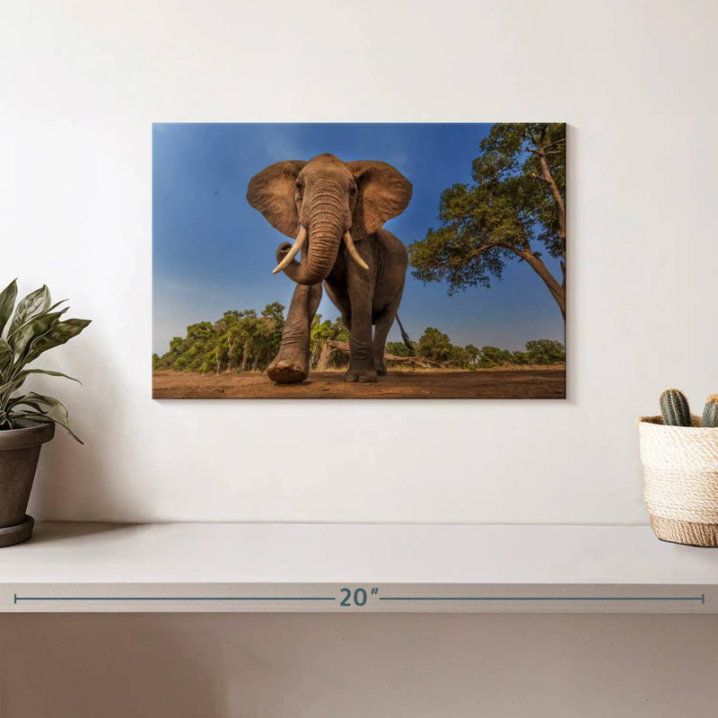 Éléphant d'Afrique Brampt, H 8 po x l 12 po