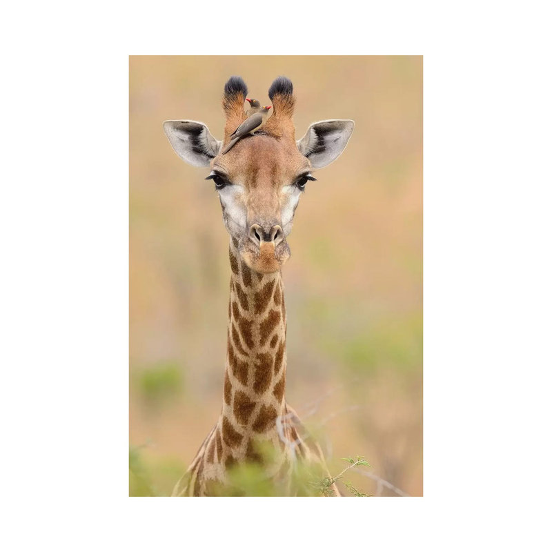 Giraffe With Oxpeckers by Elmar Weiss - Wrapped Canvas Print, 101.6 cm H x 66.04 cm W x 3.175 cm D