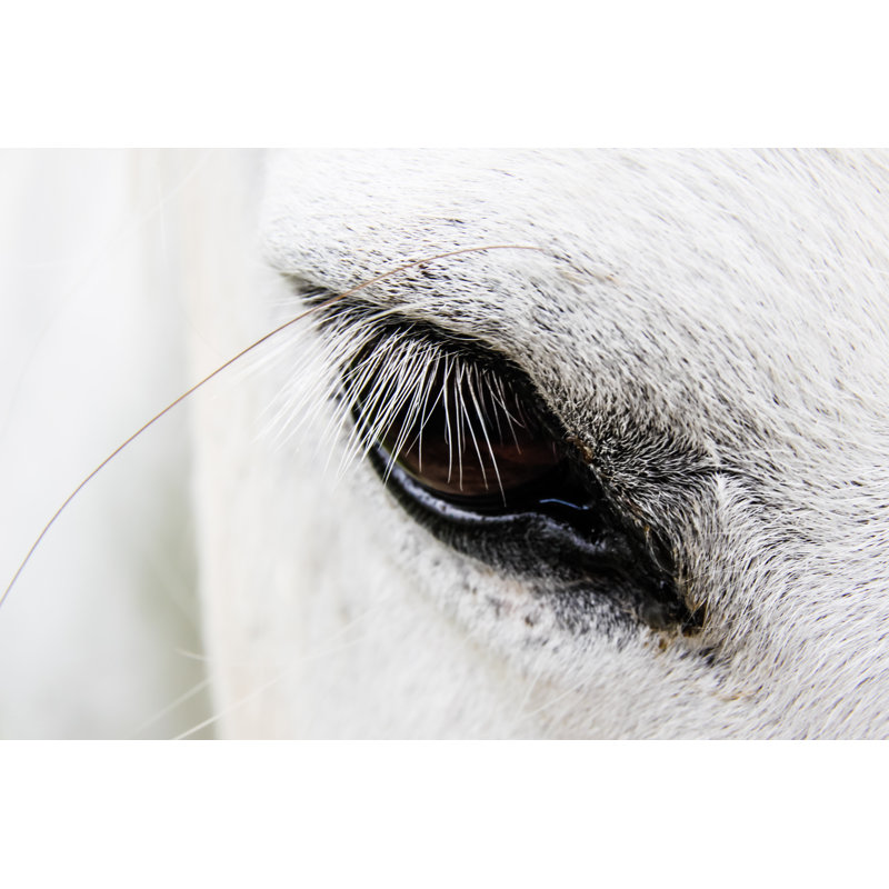 Cheval blanc. par Kasto80 - Photographie sur toile tendue, L 12 po x H 8 po