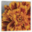 «Daylight in Bloom», reproduction sur toile-21472016-74616103-74616108