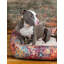 Tapis pour lit de qualité supérieure Rugs.com-100613957-110734663