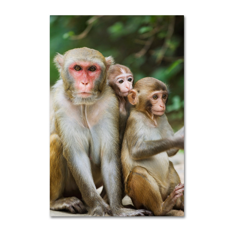 Ann 'Monkey' Photographic Print on Wrapped Canvas, 24" H x 16" W