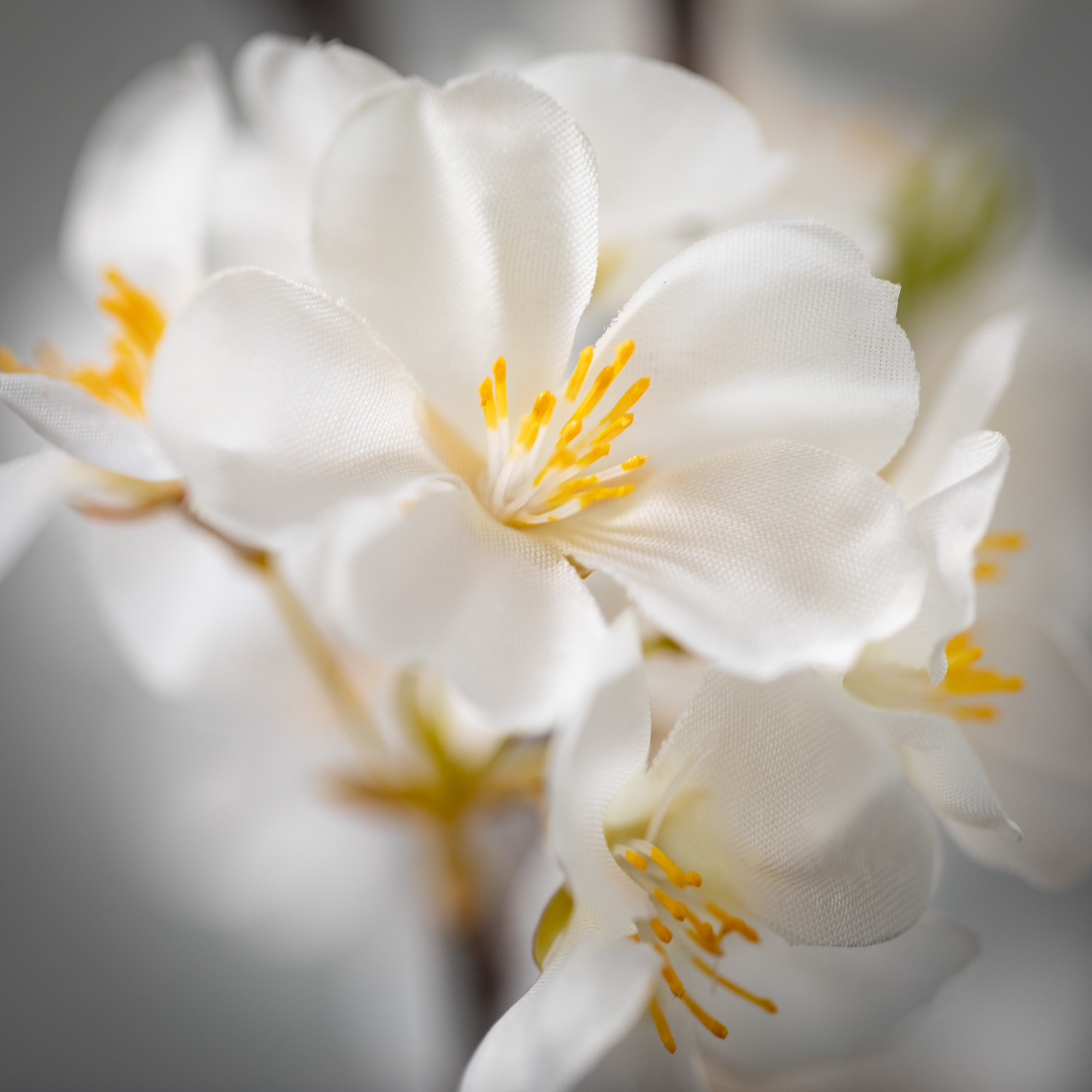 Mixed Sprays, White