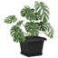 Planter-1849224910-1849224912-1849224924