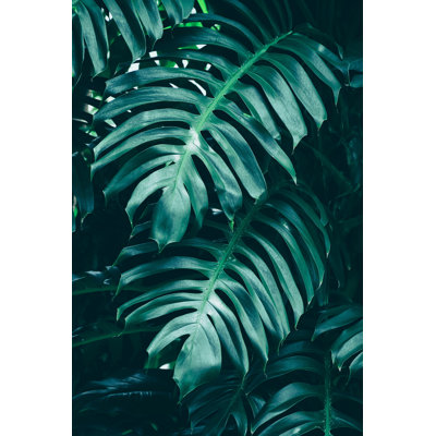 " Palm Leaf In Rainforest "