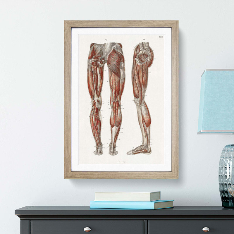 Anatomy of the Leg Muscles by Carl Ernst Bock - Framed Print, 36cm H x 27cm W x 2cm D, Oak Framed