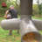 Automatic Feeder