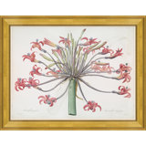 Amaryllis Josephina, 1802-1816 Giclee Print by Paul Cezanne
