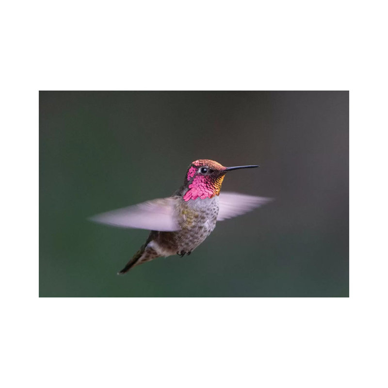 Anna's Hummingbird by Gary Luhm - Wrapped Canvas Print, 66.04 cm H x 45.72 cm W x 1.91 cm D