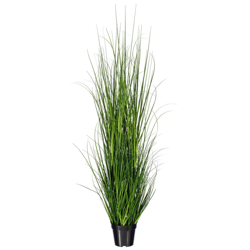 Citronnelle verte en pot 24 po, H 24 po x l 6 po x P 6 po