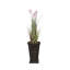 Plante 67 po