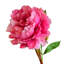 Ensemble de 3 tiges de pivoines à une seule branche 20 po-1674550951