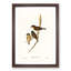 Dusky Robin by Elizabeth Gould - Picture Frame Painting Print-55547202-55547203