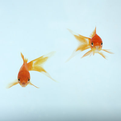 Poisson rouge par Massimo Merlini