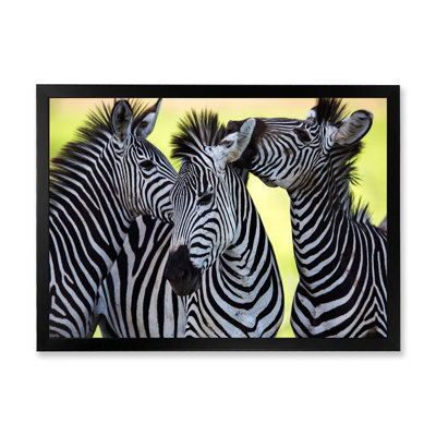 " Zebras Socialising And Kissing "
