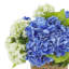 Arrangement d'hortensias et de viornes