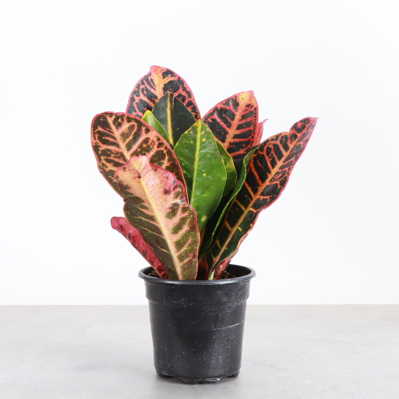 Live Petra Croton Plant, 6" H x 4" W x 4" D