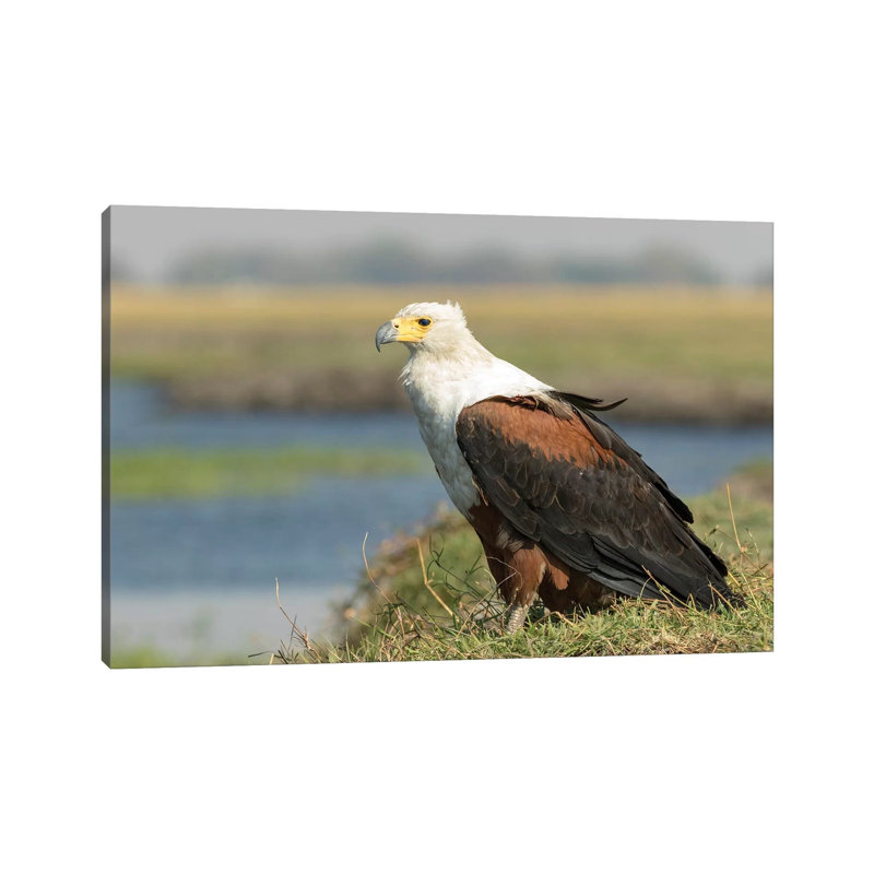 Africa, Botswana, Chobe National Park. Close-up Of Fish Eagle On Grass. - Wrapped Canvas Print