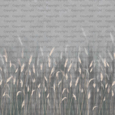 Papier peint Serene Reed Grass