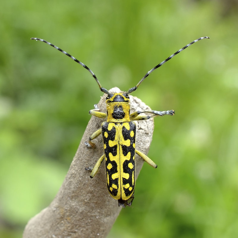 Ressington Ladder-Marked Long Horn Beetle - Wrapped Canvas Print, 51cm H x 51cm W x 3.8cm D