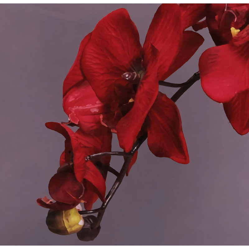 Orchidée papillon
