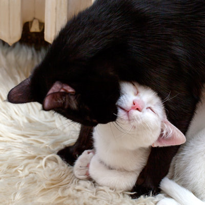«Grooming Cat» par Usas