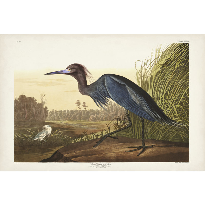 " Pl 307 Blue Crane Or Heron " by James Audubon Painting Print, 8" H x 12" W