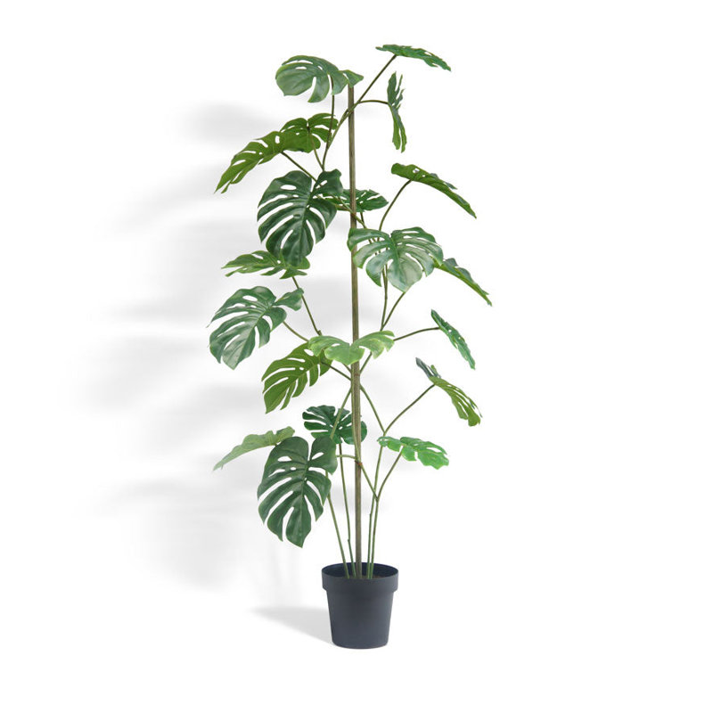 ARBRE 5 pieds MONSTERA GROWER