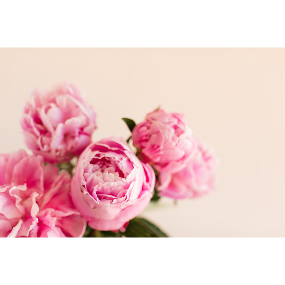 Bright Pink Peony Flower In Full Bloom With A Light Cream-Colored Background by Crystal Bolin Photography - No Frame Pri...