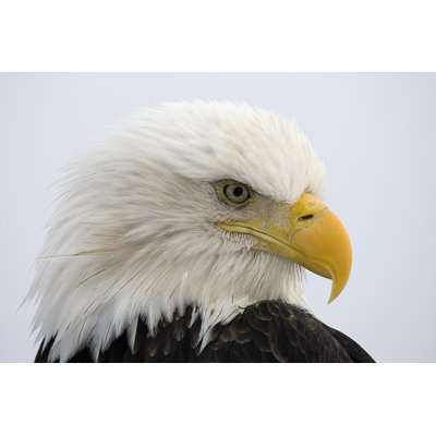 Bientot, aigle - photographie sur toile tendue