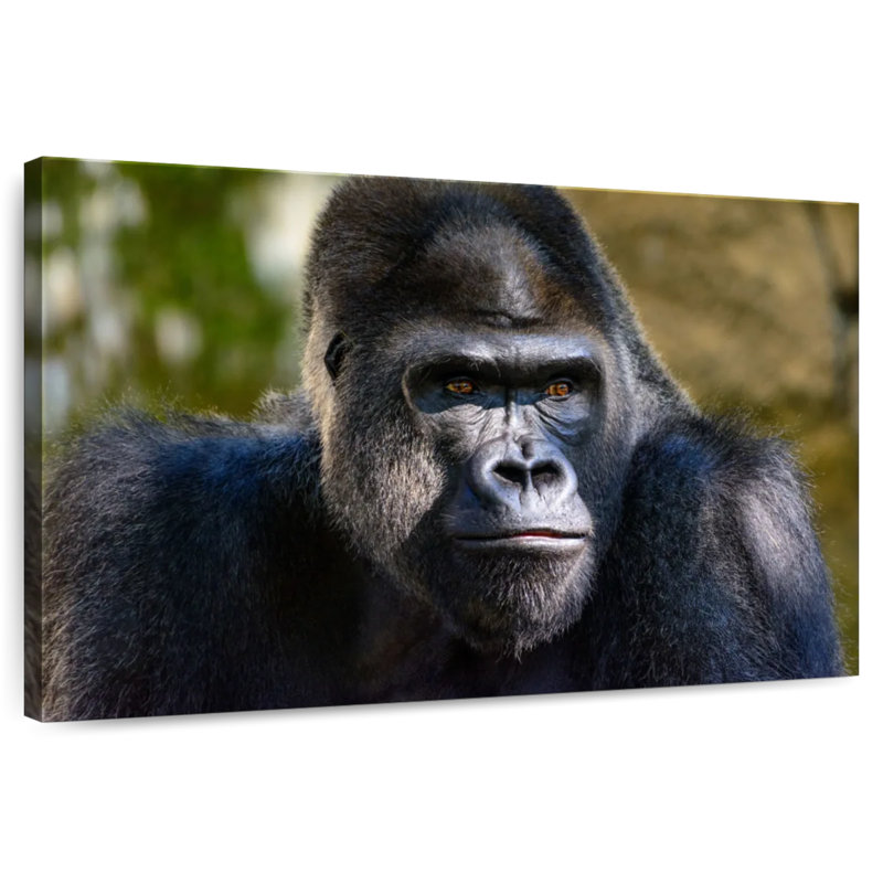 Mountain Gorilla, 8" H x 12" W