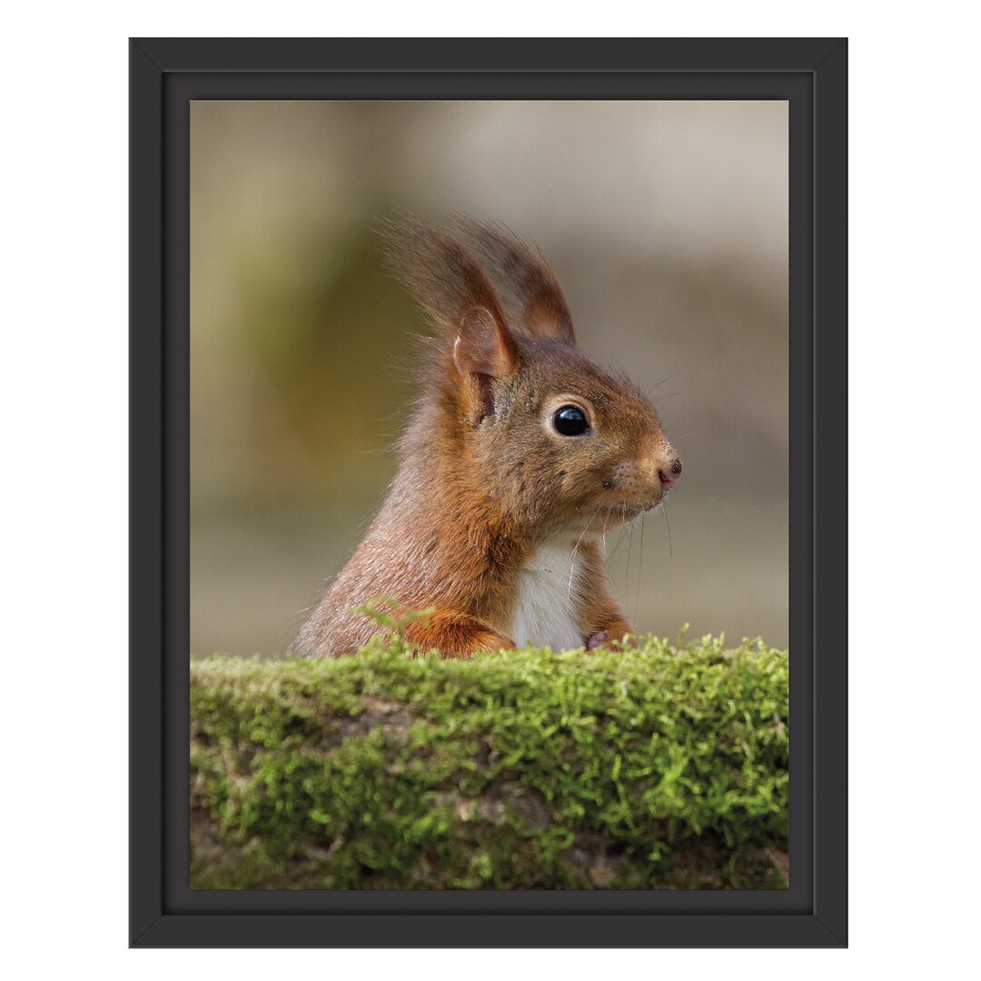 Eichhörnchen auf einem Baum Gerahmter Fotokunstdruck