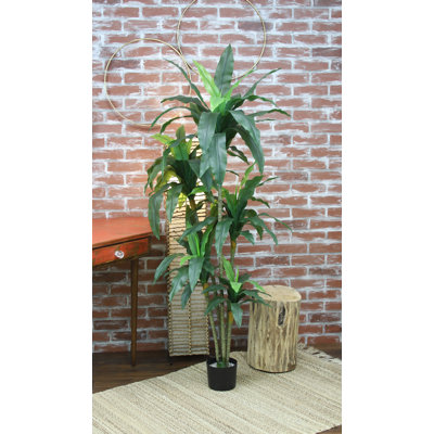 67 po DRACAena PLANT