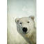 «Hello from Alaska», reproduction sur toile tendue-26825023