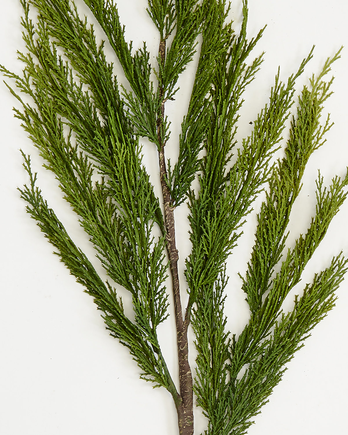 Pine Cypress Stems